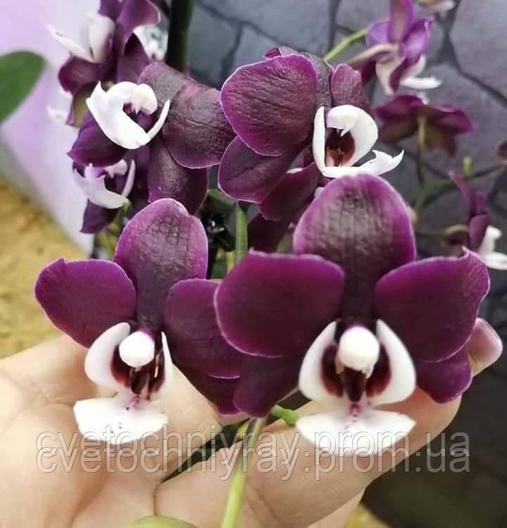 Орхідея Phal. Kaoda Twinkle / КАОДА підліток 1,7 - фото 2 - id-p1255801618