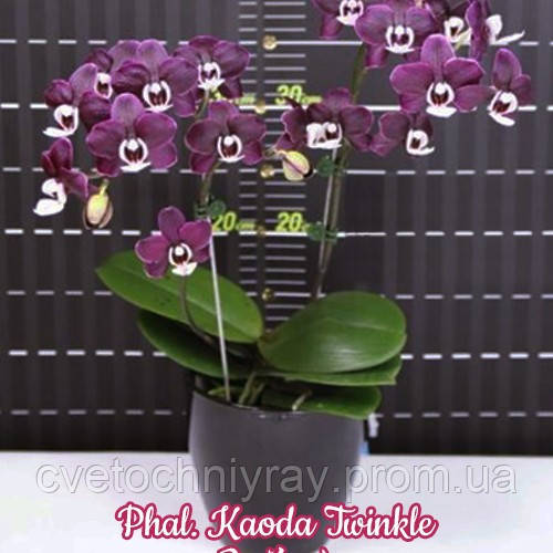 Орхідея Phal. Kaoda Twinkle / КАОДА підліток 1,7 - фото 3 - id-p1255801618