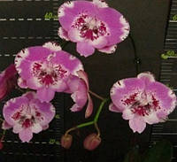 Орхідея Phal. Yaphon World Happy × Jinhbao Fairy '3540', підліток 1,7, квіти 9-10 см