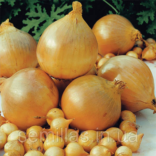 Цибуля сіянка Шекспір, 1 кг, жовта озима (TOP Onion Sets)