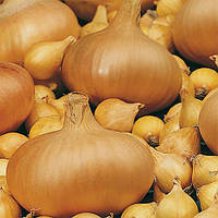 Лук севок Штуттгартер Ризен, 1 кг, желтый ранний (TOP Onion Sets)
