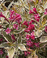 Вейгела "Олл Саммер Монет". Weigela "All Summer Monet".