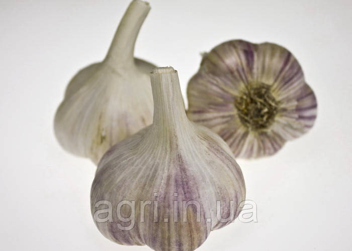 Часник Харківський фіолетовий, 1 кг (відвантажується від 0,2кг)