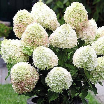 Гортензія хуртовина Літл Альф, Little Alf (контейнер 0,5л)