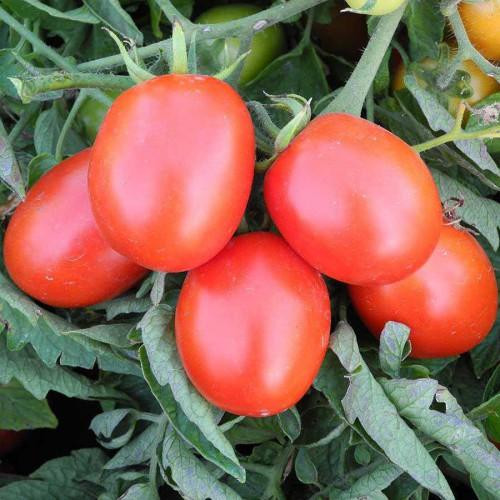 Томат Бриксол F1 10шт ранний высокоурожайный гибрид кустового томата - фото 2 - id-p346401934