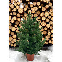 Ялинка 70 см лита в горщику зелена новинка Traditional HVOYA