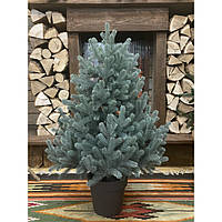 Ялинка лита в горщику 90 см блакитна Traditional HVOYA
