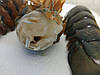 Хвости лобстера (Омара) свіжо-морожені (1кг), фото 6