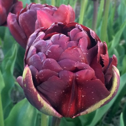 Тюльпан Palmyra махровий цибулина (1 шт.)