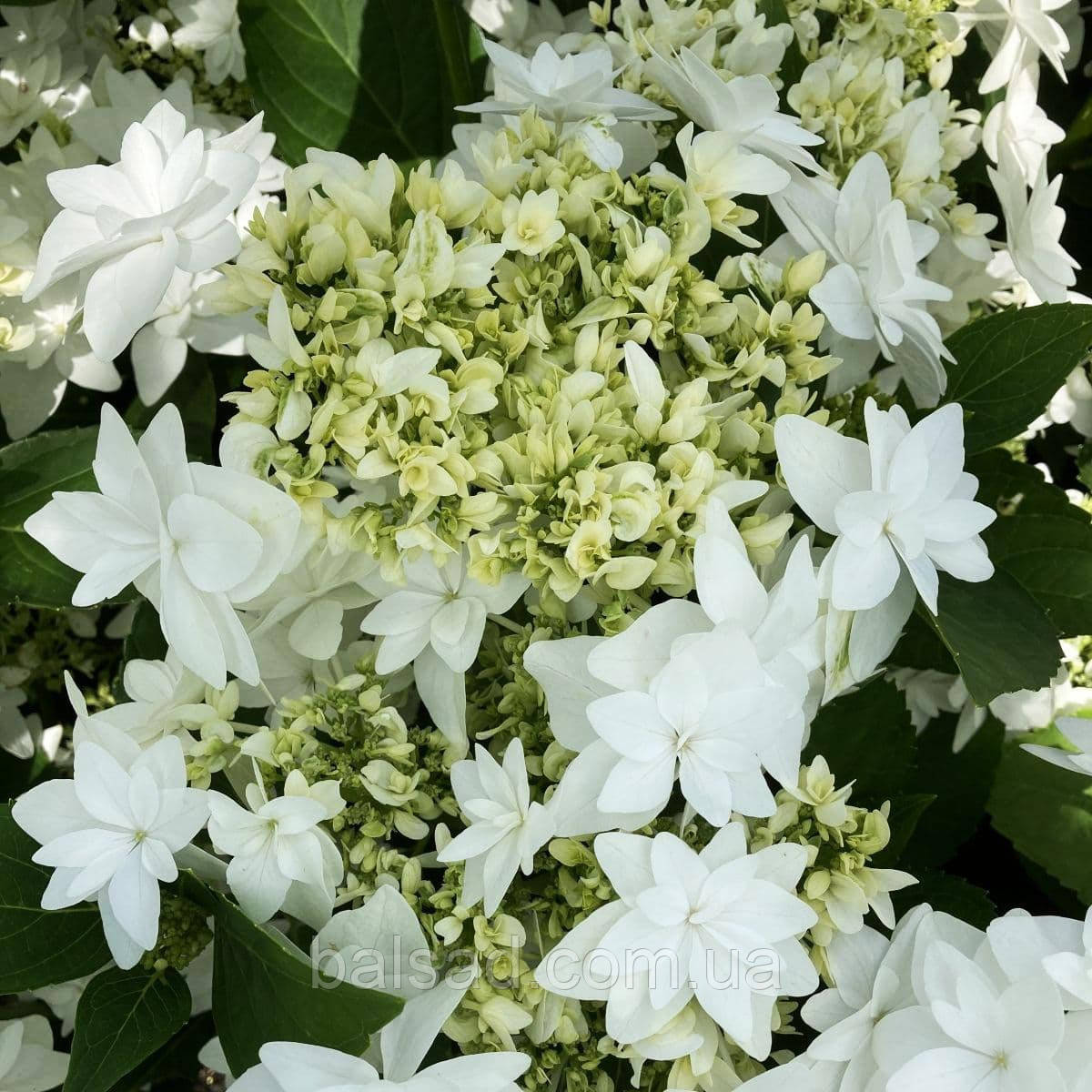 Гортензія крупнолиста Фіня / Р12 / Hydrangea macrophylla Finya