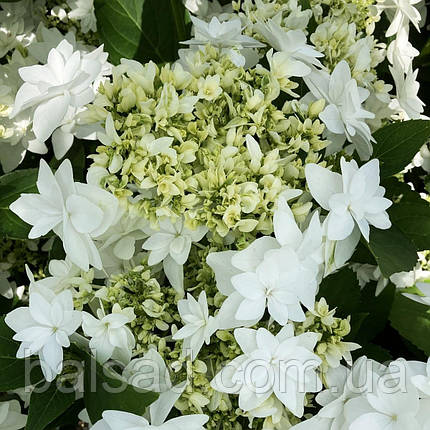 Гортензія крупнолиста Фіня / Р12 / Hydrangea macrophylla Finya, фото 1