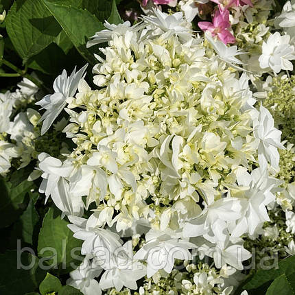 Гортензія крупнолиста Фіня / Р12 / Hydrangea macrophylla Finya, фото 3