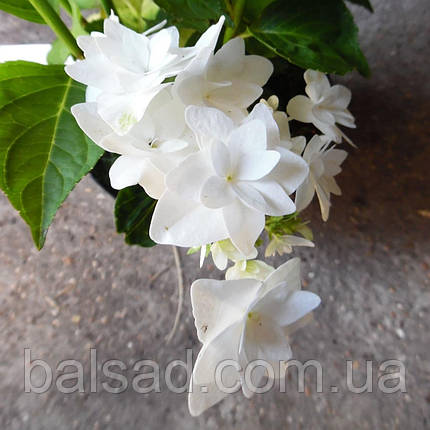 Гортензія крупнолиста Фіня / Р12 / Hydrangea macrophylla Finya, фото 4