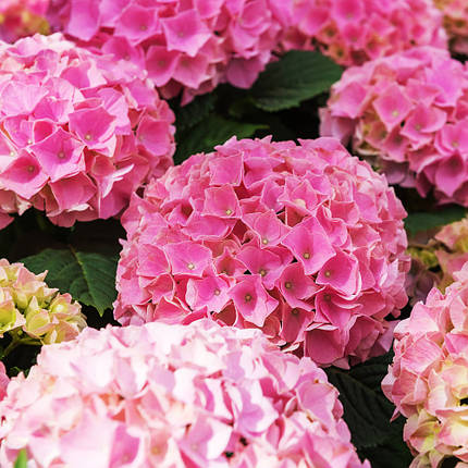 Гортензія крупнолиста Ерлі Пінк / Hydrangea Early Pink, фото 2