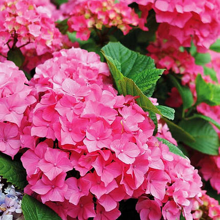 Гортензія крупнолиста Ерлі Пінк / Hydrangea Early Pink, фото 1