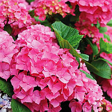 Гортензія крупнолиста Ерлі Пінк / Р12 / Hydrangea Early Pink