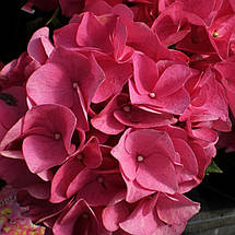Гортензія крупнолиста Ерлі Пінк / Hydrangea Early Pink, фото 3