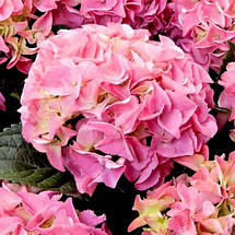 Гортензія крупнолиста Ерлі Пінк / Hydrangea Early Pink, фото 4