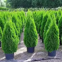 Саджанці Туї західної Смарагд (Thuja occidentalis Smaragd) Р9