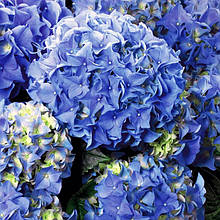 Гортензія крупнолиста Ерлі Блу / Р12 / Hydrangea Early Blue