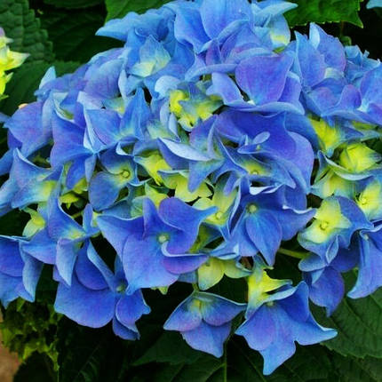 Гортензія крупнолиста Ерлі Блу / Р12 / Hydrangea Early Blue, фото 2