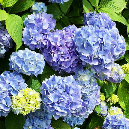 Гортензія крупнолиста Ерлі Блу / Р12 / Hydrangea Early Blue, фото 3