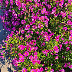 Морозець середньорослий малиновий (астра новобельгійська), ЗКС в горщиках 1.0 л