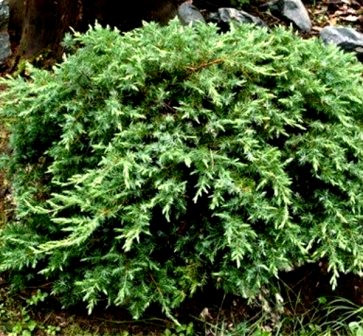 Можівник прибережний Шлягер d 30 см 2 року