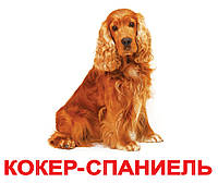 Картки великі російські з фактами "Породи собак" 20 шт., методика Глена Домана, пак. 16,5*19,5 см, ТМ Вундеркінд