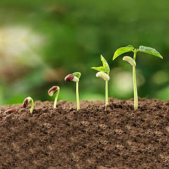 Регулятори росту рослин