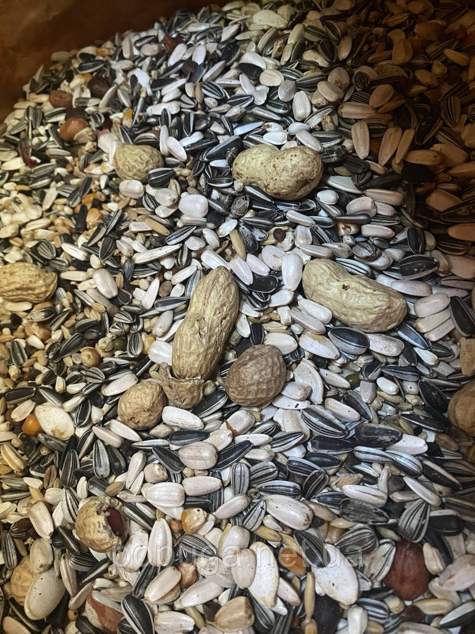 Корм для Ожерелового, квакера, фото 1