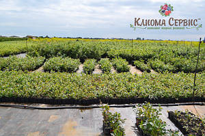 На розсаднику компанії Клиома Сервіс