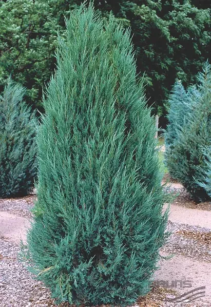 Ялівець скельний "Blue Arrow" С2