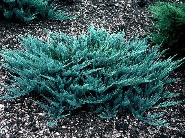 Ялівець горизонтальний "Blue Chip"С2