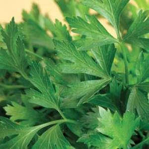 Петрушка листова Новас 5 г — сорт листової петрушки LEDAAGRO, фото 2