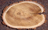 Класифікація деревини по твердості.
