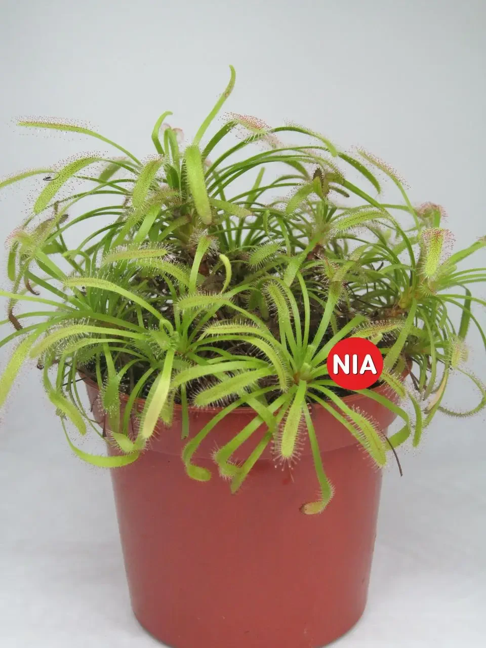 Росичка капська червона / Drosera capensis red