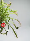 Росичка капська червона / Drosera capensis red, фото 2