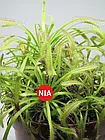 Росичка капська червона / Drosera capensis red, фото 6