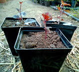 Бульбашник Ред Барон 3года, фото 2