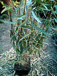 Іва розмаринолична (пальмова) h до 50 см, фото 6
