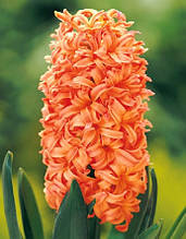 Гіацинт Gipsy Queen (Джипсі Куін) 1 цибулина (калібр 14/15 - великий)