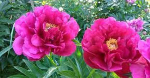 Півонія Ann Zahller (Mains 1956) (сажники)