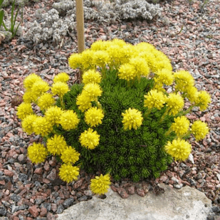 Саджанці Ломикаменя ялівцеволистної (Saxifraga juniperifolia) Р9