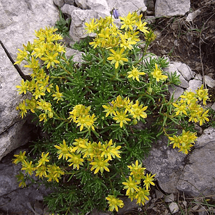 Саджанці Ломикаменя жорстколистного (Saxifraga aizoides) Р9, фото 1