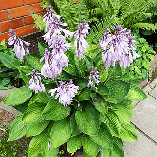 Саджанці Хости Бетсі Кінг (Hosta Betsy King) P9