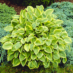 Саджанці Хости Голден Тіара (Hosta Golden Tiara) P9