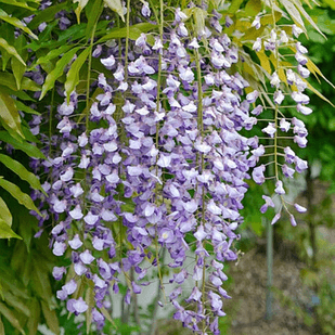 Саджанці Гліцинії багатоквіткової Флорибунда (Wisteria floribunda)