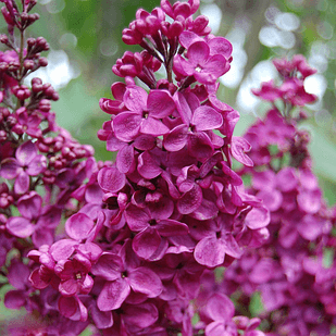 Саджанці Бузку Радж Капур (Syringa Radzh Kapur)