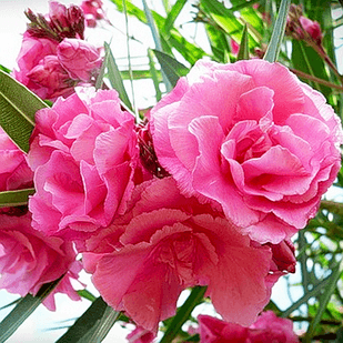 Саджанці Олеандра Рожевого Махрового (Nerium oleander) Р9